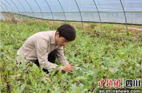 秋西瓜丰收。唐千越 摄 秋西瓜丰收。唐千越 摄