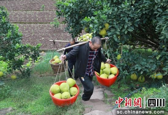 真龙柚丰收。合江县融媒体中心供图 真龙柚丰收。合江县融媒体中心供图