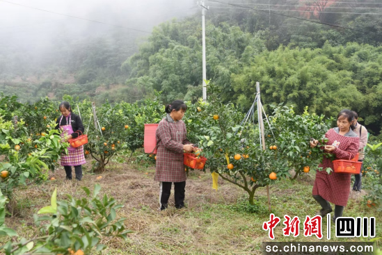 柑橘基地喜迎丰收。 陈扬 摄 柑橘基地喜迎丰收。 陈扬 摄