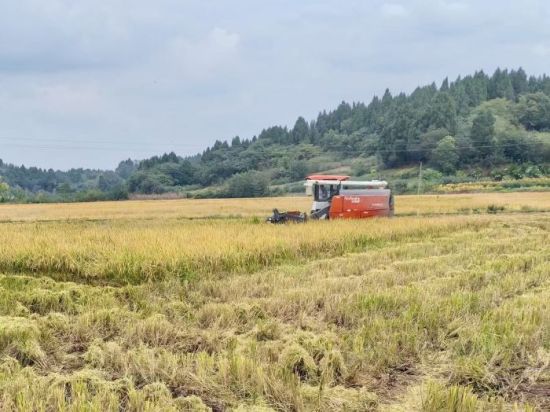 方家镇东岳村收获现场 方家镇东岳村收获现场