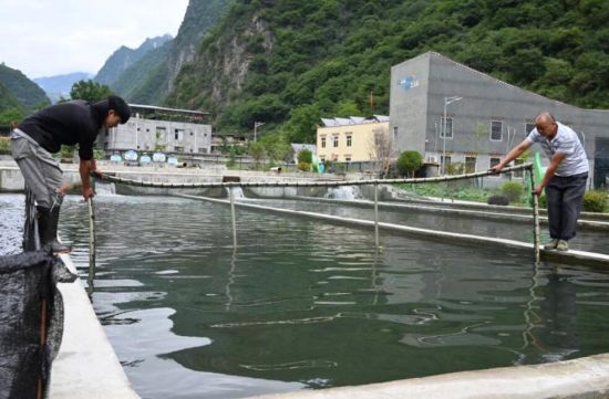 冷水鱼养殖基地工作人员拉网捕鱼。吕双虎/摄 冷水鱼养殖基地工作人员拉网捕鱼。吕双虎/摄