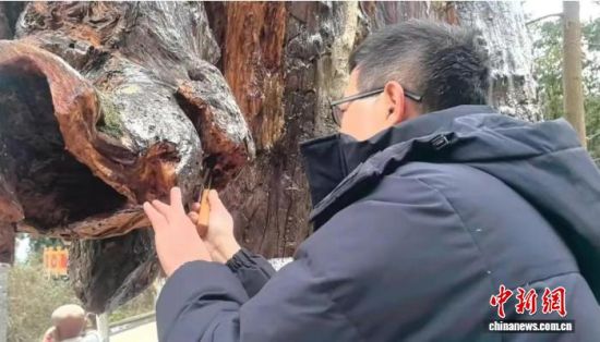 救治工作人员在为古银杏“刮骨疗伤”。成都东部新区融媒体中心 供图 救治工作人员在为古银杏“刮骨疗伤”。成都东部新区融媒体中心 供图