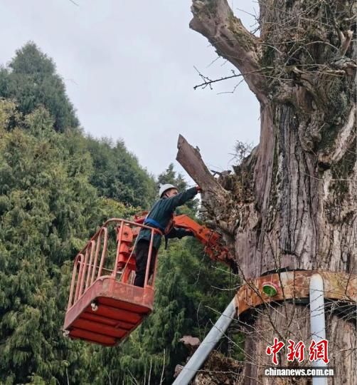 工作人员在作业救治古银杏。东部新区融媒体中心 供图 工作人员在作业救治古银杏。东部新区融媒体中心 供图