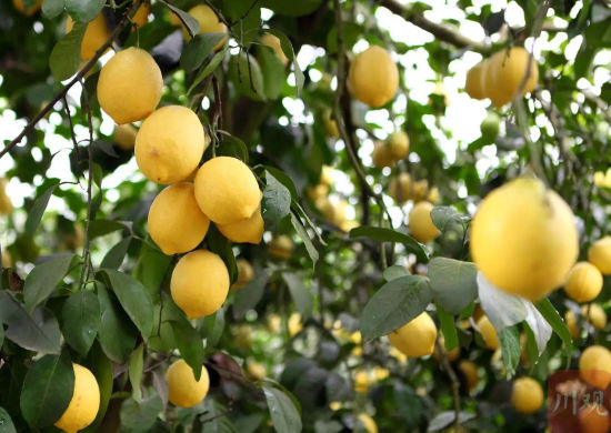 �����������Ĵ�ʡ�׸���������Ԫ�����ʹ�Ʒ�������� ��