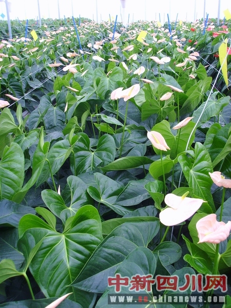 德昌红掌切花首次亮相中国花博会-中国新闻网