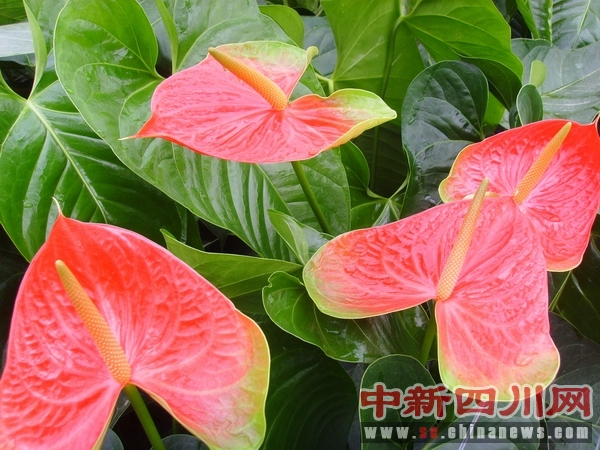 德昌红掌切花首次亮相中国花博会-中国新闻网