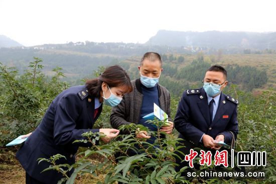 税务干部深入田间地头了解花椒产业发展情况。四川税务供图 税务干部深入田间地头了解花椒产业发展情况。四川税务供图