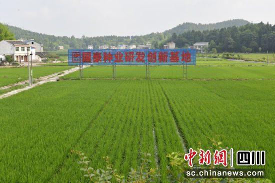 全国首个乡村振兴金融创新示范区建设正加快推进。四川农行 供图 全国首个乡村振兴金融创新示范区建设正加快推进。四川农行 供图