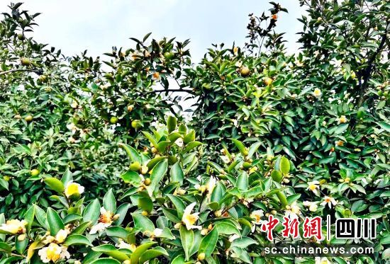 油茶种植基地。泸县县委统战部供图 油茶种植基地。泸县县委统战部供图
