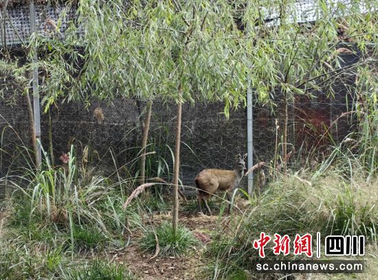 养殖基地的林麝。 养殖基地的林麝。