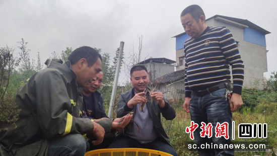 罗氏沼虾。曹礼芹 摄 罗氏沼虾。曹礼芹 摄
