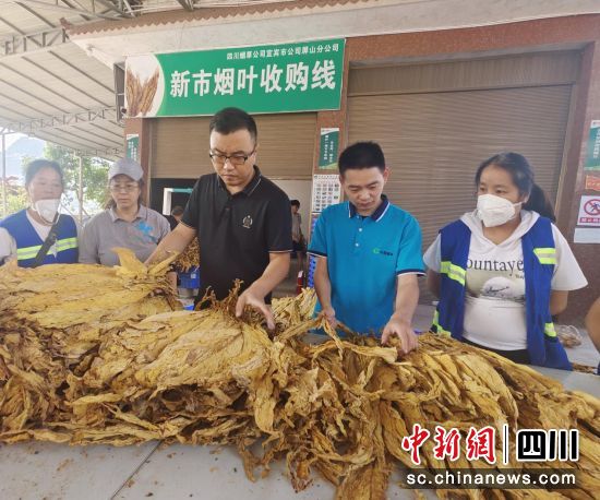 “共享选叶工”在屏山县局(分公司)新市烟叶收购线岗前培训。四川烟叶复烤有限责任公司供图 “共享选叶工”在屏山县局(分公司)新市烟叶收购线岗前培训。四川烟叶复烤有限责任公司供图