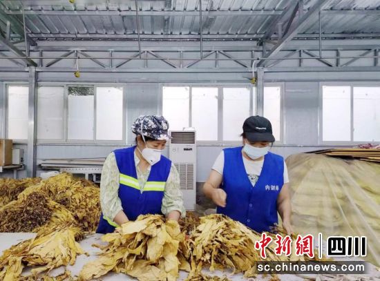 “共享选叶工”在珙县县局(分公司)王家烟站上岗就业。四川烟叶复烤有限责任公司供图 “共享选叶工”在珙县县局(分公司)王家烟站上岗就业。四川烟叶复烤有限责任公司供图