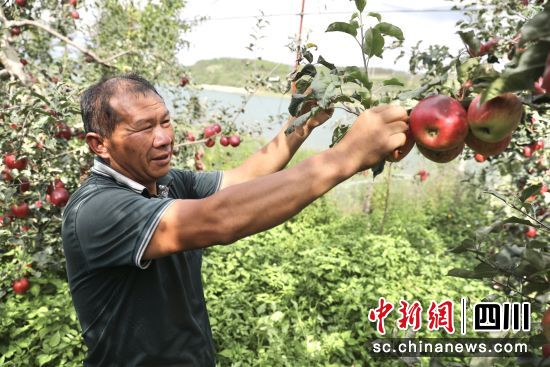 盐源县龙塘镇下海村苹果种植户周海洪在自家苹果园里工作。王磊 摄 盐源县龙塘镇下海村苹果种植户周海洪在自家苹果园里工作。王磊 摄