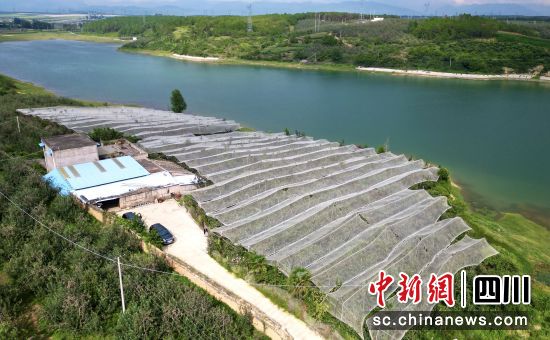 航拍周海洪的苹果家庭农场。王磊 摄 航拍周海洪的苹果家庭农场。王磊 摄