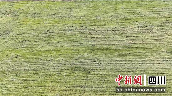 石渠县种植的牧草。秦晋翔摄 石渠县种植的牧草。秦晋翔摄