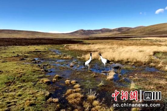 石渠草原湿地上的黑颈鹤。秦晋翔摄 石渠草原湿地上的黑颈鹤。秦晋翔摄