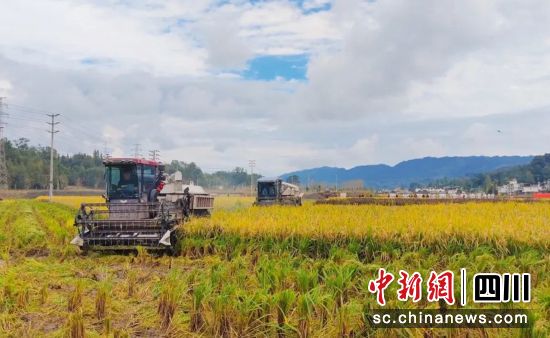 收割现场。 收割现场。
