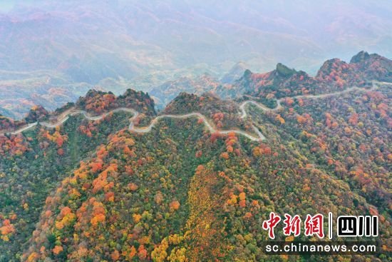深秋时节,位于川陕交界的旺苍米仓山万山红遍,尽林尽染。苗志勇 无人机拍摄 深秋时节,位于川陕交界的旺苍米仓山万山红遍,尽林尽染。苗志勇 无人机拍摄
