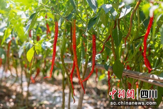 永安盛产国家地理标志产品二荆条。雍轩 摄 永安盛产国家地理标志产品二荆条。雍轩 摄
