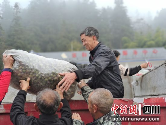 油茶喜获丰收。叙永县委统战部供图 油茶喜获丰收。叙永县委统战部供图