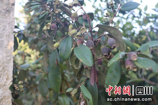 桃金娘丰收。泸县县委统战部供图 桃金娘丰收。泸县县委统战部供图