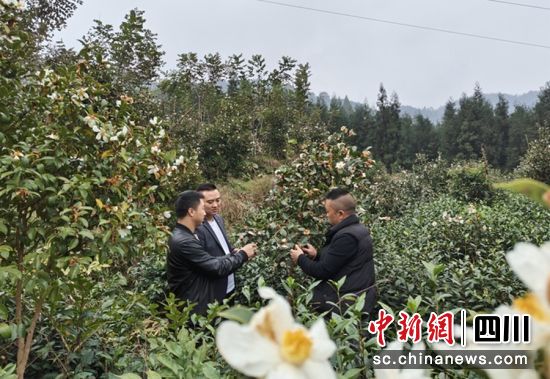 镇村干部查看油茶开花情况。雨城融媒 供图 镇村干部查看油茶开花情况。雨城融媒 供图