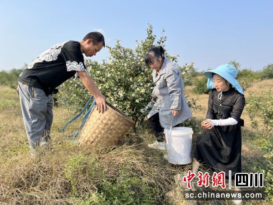 村民们采摘油茶籽。代茂晨 摄 村民们采摘油茶籽。代茂晨 摄
