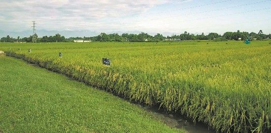 通过“量身定制”,水稻长势良好 通过“量身定制”,水稻长势良好