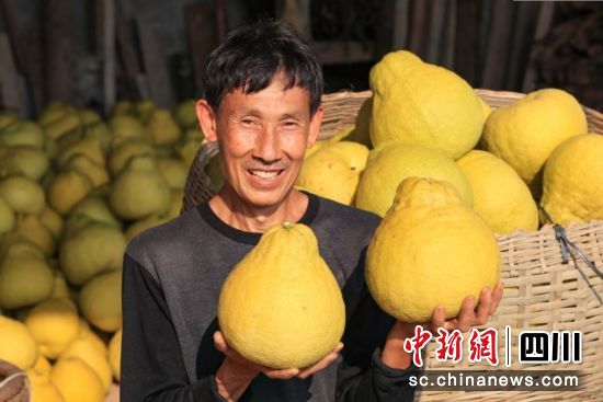 真龙柚丰收。合江县委统战部供图 真龙柚丰收。合江县委统战部供图