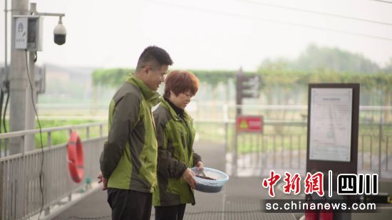 高启平和同事在池塘边看鱼进食。 高启平和同事在池塘边看鱼进食。