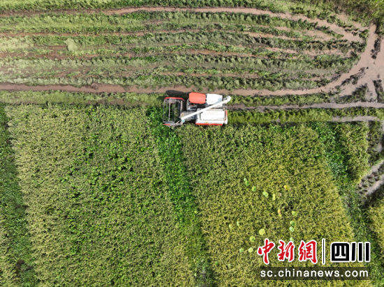机械化收割。 王宇 摄 机械化收割。 王宇 摄