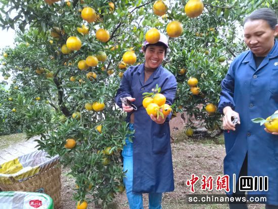 椪柑丰收。杨博 摄 椪柑丰收。杨博 摄
