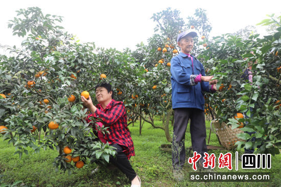 正在采收爱媛。朱思雨 摄 正在采收爱媛。朱思雨 摄