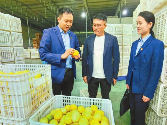 农行安岳支行工作人员上门了解柠檬生产加工企业经营情况。胡佳音 摄 农行安岳支行工作人员上门了解柠檬生产加工企业经营情况。胡佳音 摄