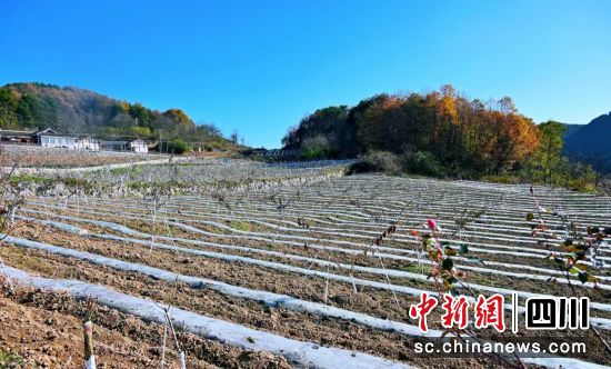 石烛村“东西部协作”农旅融合示范园一角。张敏 摄 石烛村“东西部协作”农旅融合示范园一角。张敏 摄