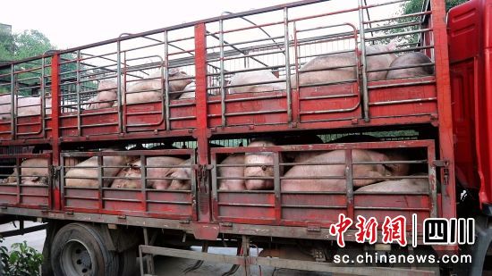 生猪出栏。合江县融媒体中心供图 生猪出栏。合江县融媒体中心供图