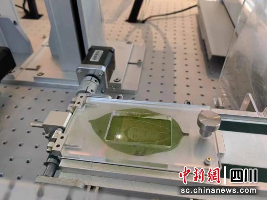 激光雕刻树叶。 游仙区融媒体中心供图 激光雕刻树叶。 游仙区融媒体中心供图
