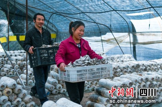 隆昌永星蘑菇种植农民合作社村民忙着采摘蘑菇。四川税务供图 隆昌永星蘑菇种植农民合作社村民忙着采摘蘑菇。四川税务供图