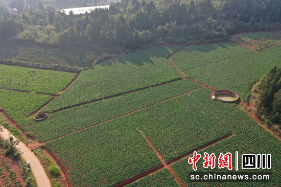 东峰镇桥亭村蔬菜种植基地。胡明贵 摄 东峰镇桥亭村蔬菜种植基地。胡明贵 摄