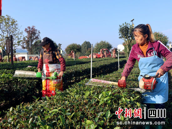 茶农冬管忙。陈小芳 摄 茶农冬管忙。陈小芳 摄