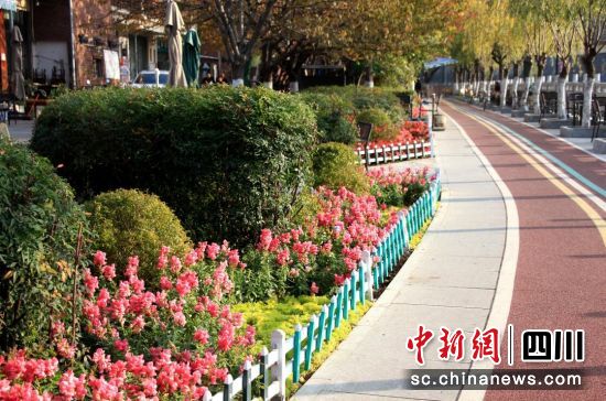 冬日汶川街头如花海。汶川县委宣传部 供图 冬日汶川街头如花海。汶川县委宣传部 供图