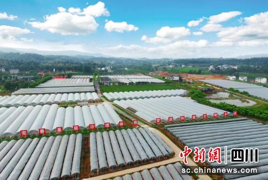 果满山川现代农业园区。 游仙区委宣传部供图 果满山川现代农业园区。 游仙区委宣传部供图