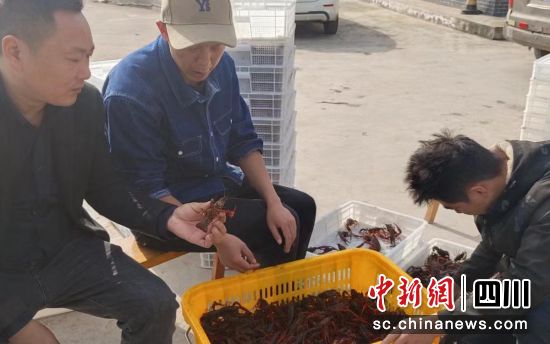 小龙虾获丰收。沿滩融媒 供图 小龙虾获丰收。沿滩融媒 供图