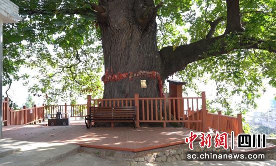 南酸枣古树。石棉融媒 供图 南酸枣古树。石棉融媒 供图
