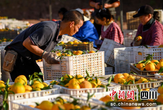 在四川省南充市蓬安县利溪镇挖龙坳村的一个柑橘种植基地,村民在搬运柑橘。刘永红摄 在四川省南充市蓬安县利溪镇挖龙坳村的一个柑橘种植基地,村民在搬运柑橘。刘永红摄