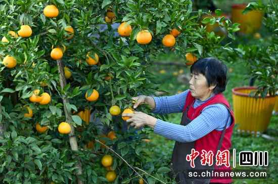 村民在四川省南充市蓬安县利溪镇挖龙坳村的一个柑橘种植基地采摘柑橘。刘永红 摄 村民在四川省南充市蓬安县利溪镇挖龙坳村的一个柑橘种植基地采摘柑橘。刘永红 摄