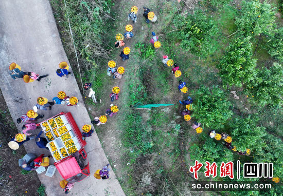 村民在四川省南充市蓬安县利溪镇挖龙坳村的一个柑橘种植基地采摘柑橘。刘永红摄 村民在四川省南充市蓬安县利溪镇挖龙坳村的一个柑橘种植基地采摘柑橘。刘永红摄