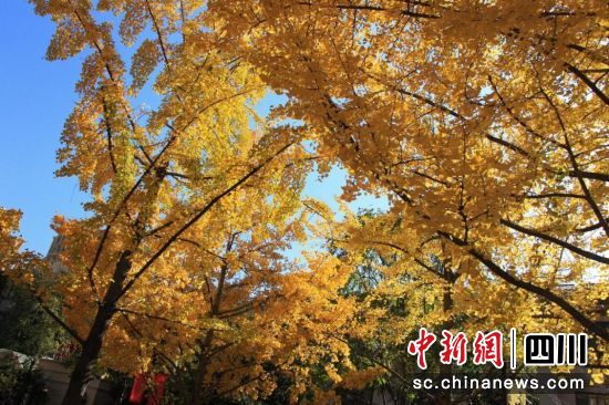 汶川冬日街头银杏叶黄了。杨玲摄 汶川冬日街头银杏叶黄了。杨玲摄