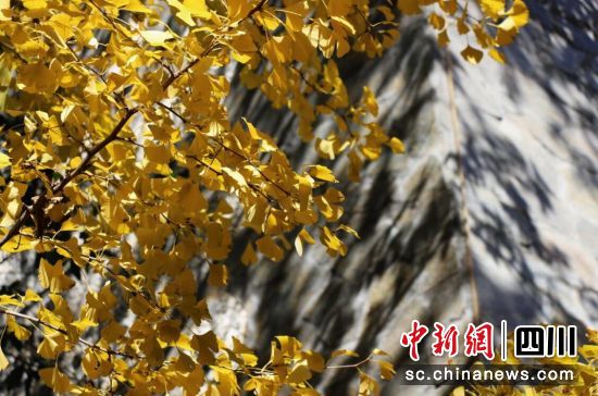 汶川冬日街头银杏叶黄了。杨玲摄 汶川冬日街头银杏叶黄了。杨玲摄